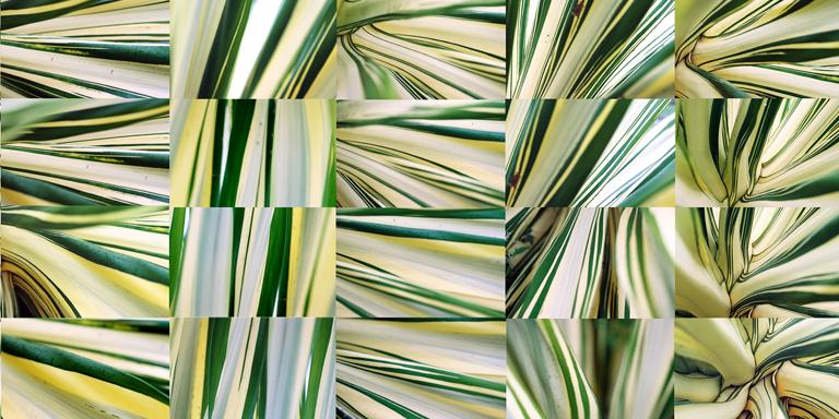 Agave