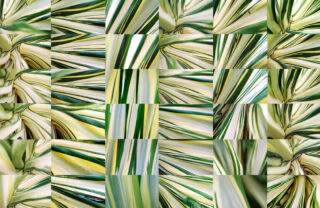 AGAVE