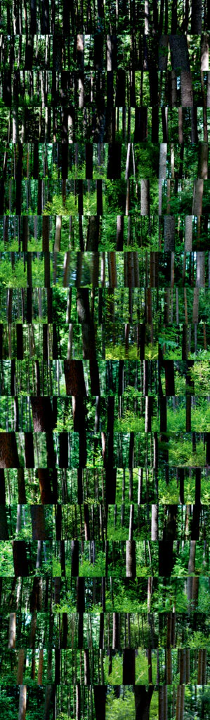I CAN SEE THE FOREST FOR THE TREES