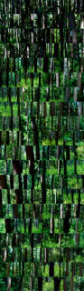I CAN SEE THE FOREST FOR THE TREES