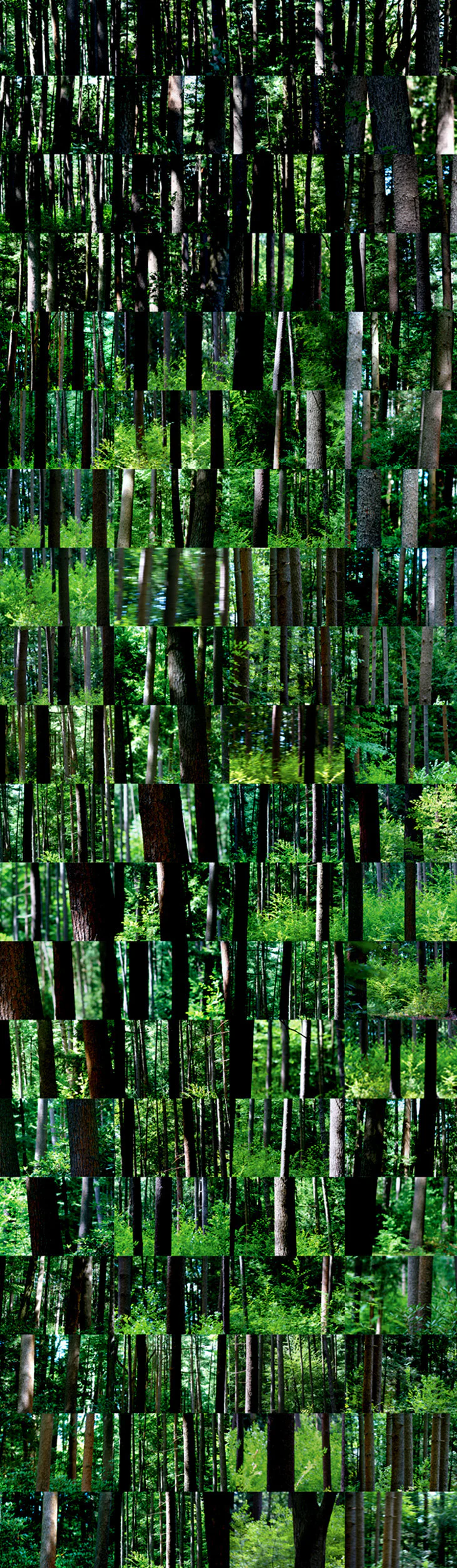 I Can See the Forest for the Trees