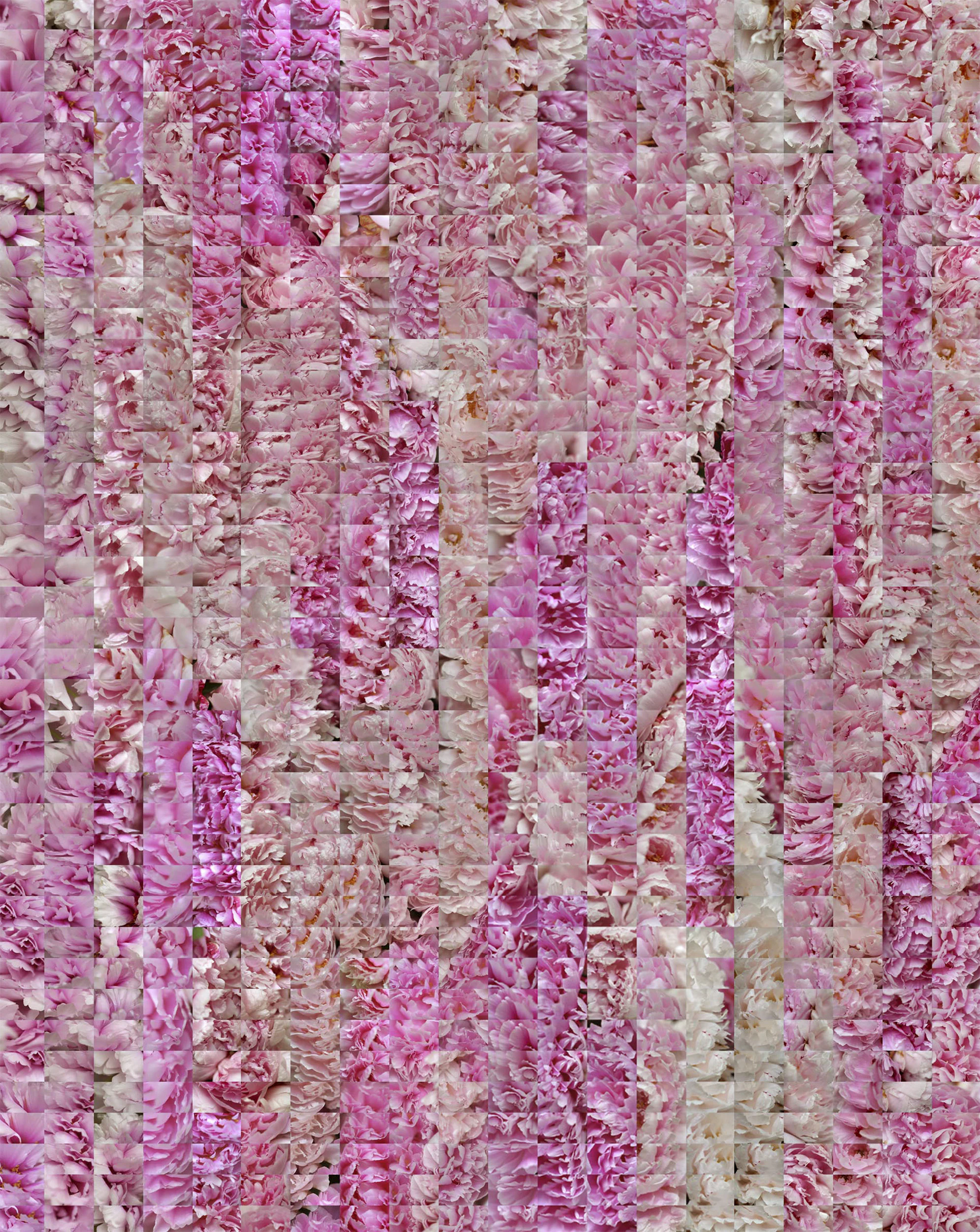 Peonia