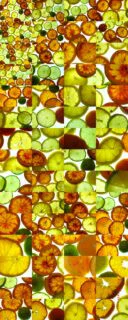 CITRUS
